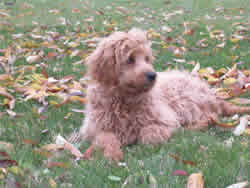 Goldendoodle